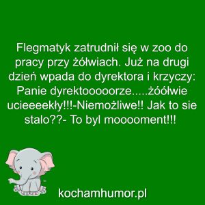 Żółwik