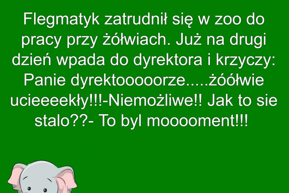 Żółwik