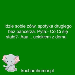 Kochamhumor.pl Zwierzaki